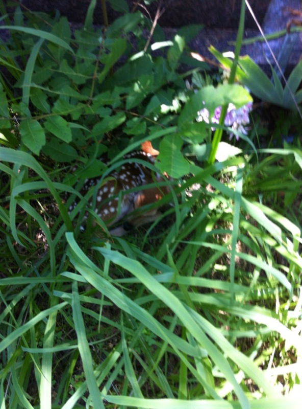 Fawn on restricted Creek lands in Okfuskee District